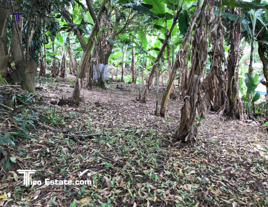 Callejón con árboles a los costados