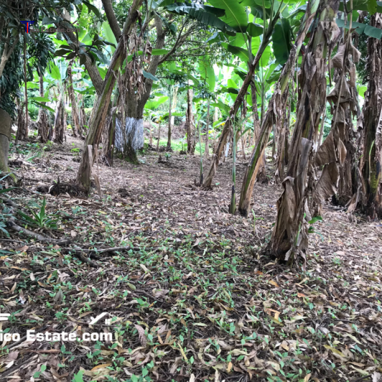 Callejón con árboles a los costados