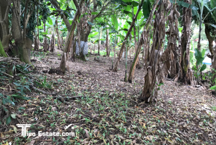 Callejón con árboles a los costados